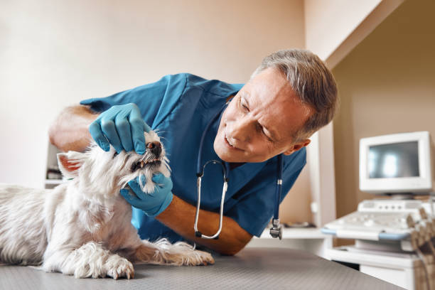 Best Emergency Root Canal Treatment in Cape Carteret, NC